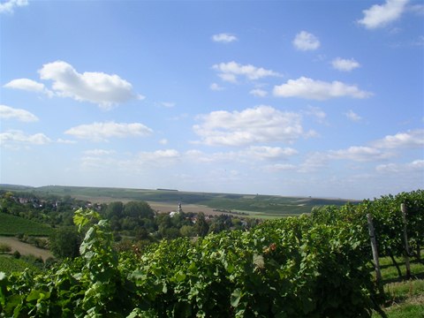 Weinanbau 04